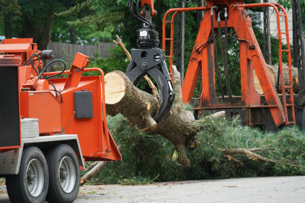 Best Stump Grinding Near Me  in La Center, WA